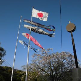 桜と鯉のぼり